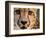 Close Up Portrait of a Cheetah.-Karine Aigner-Framed Photographic Print