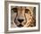 Close Up Portrait of a Cheetah.-Karine Aigner-Framed Photographic Print