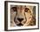 Close Up Portrait of a Cheetah.-Karine Aigner-Framed Photographic Print