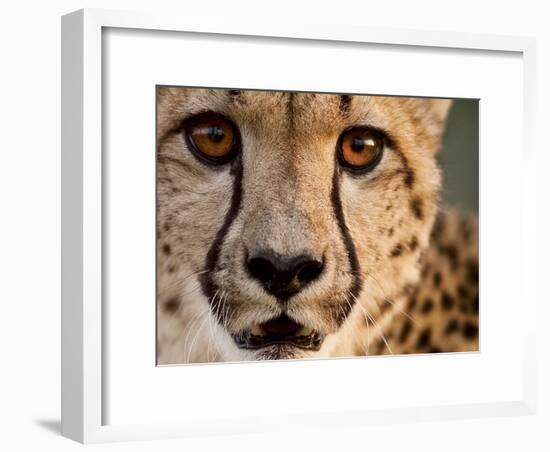 Close Up Portrait of a Cheetah.-Karine Aigner-Framed Photographic Print