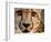 Close Up Portrait of a Cheetah.-Karine Aigner-Framed Photographic Print