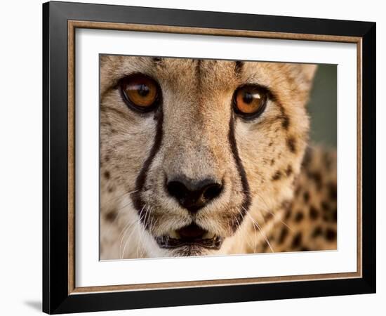 Close Up Portrait of a Cheetah.-Karine Aigner-Framed Photographic Print