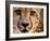 Close Up Portrait of a Cheetah.-Karine Aigner-Framed Photographic Print