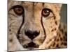 Close Up Portrait of a Cheetah.-Karine Aigner-Mounted Photographic Print