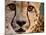 Close Up Portrait of a Cheetah.-Karine Aigner-Mounted Photographic Print