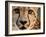 Close Up Portrait of a Cheetah.-Karine Aigner-Framed Photographic Print