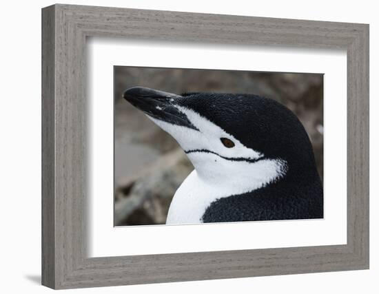 Close up portrait of a chinstrap penguin (Pygoscelis antarcticus), Half Moon Island, Antarctica, Po-Sergio Pitamitz-Framed Photographic Print