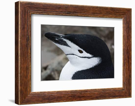 Close up portrait of a chinstrap penguin (Pygoscelis antarcticus), Half Moon Island, Antarctica, Po-Sergio Pitamitz-Framed Photographic Print