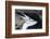 Close up portrait of a chinstrap penguin (Pygoscelis antarcticus), Half Moon Island, Antarctica, Po-Sergio Pitamitz-Framed Photographic Print