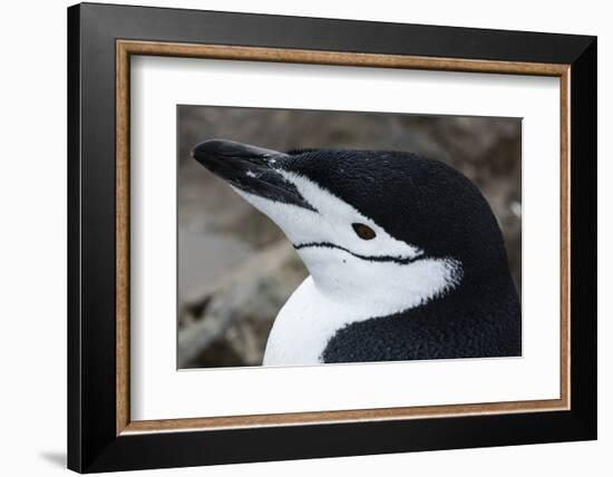 Close up portrait of a chinstrap penguin (Pygoscelis antarcticus), Half Moon Island, Antarctica, Po-Sergio Pitamitz-Framed Photographic Print