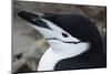 Close up portrait of a chinstrap penguin (Pygoscelis antarcticus), Half Moon Island, Antarctica, Po-Sergio Pitamitz-Mounted Photographic Print