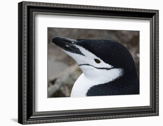 Close up portrait of a chinstrap penguin (Pygoscelis antarcticus), Half Moon Island, Antarctica, Po-Sergio Pitamitz-Framed Photographic Print