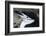 Close up portrait of a chinstrap penguin (Pygoscelis antarcticus), Half Moon Island, Antarctica, Po-Sergio Pitamitz-Framed Photographic Print