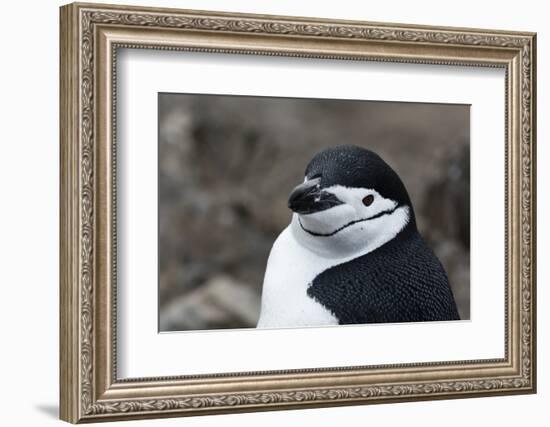 Close up portrait of a chinstrap penguin (Pygoscelis antarcticus), Half Moon Island, Antarctica, Po-Sergio Pitamitz-Framed Photographic Print