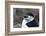 Close up portrait of a chinstrap penguin (Pygoscelis antarcticus), Half Moon Island, Antarctica, Po-Sergio Pitamitz-Framed Photographic Print