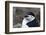 Close up portrait of a chinstrap penguin (Pygoscelis antarcticus), Half Moon Island, Antarctica, Po-Sergio Pitamitz-Framed Photographic Print