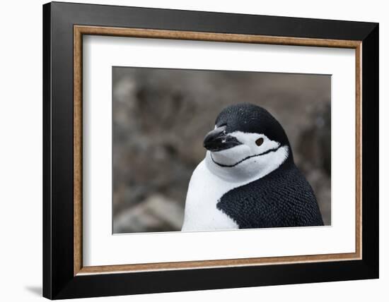 Close up portrait of a chinstrap penguin (Pygoscelis antarcticus), Half Moon Island, Antarctica, Po-Sergio Pitamitz-Framed Photographic Print