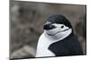 Close up portrait of a chinstrap penguin (Pygoscelis antarcticus), Half Moon Island, Antarctica, Po-Sergio Pitamitz-Mounted Photographic Print