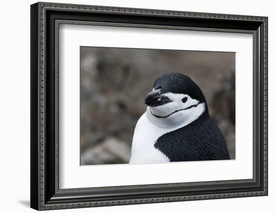 Close up portrait of a chinstrap penguin (Pygoscelis antarcticus), Half Moon Island, Antarctica, Po-Sergio Pitamitz-Framed Photographic Print