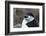 Close up portrait of a chinstrap penguin (Pygoscelis antarcticus), Half Moon Island, Antarctica, Po-Sergio Pitamitz-Framed Photographic Print