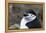 Close up portrait of a chinstrap penguin (Pygoscelis antarcticus), Half Moon Island, Antarctica, Po-Sergio Pitamitz-Framed Premier Image Canvas