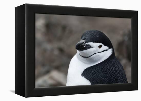 Close up portrait of a chinstrap penguin (Pygoscelis antarcticus), Half Moon Island, Antarctica, Po-Sergio Pitamitz-Framed Premier Image Canvas