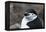 Close up portrait of a chinstrap penguin (Pygoscelis antarcticus), Half Moon Island, Antarctica, Po-Sergio Pitamitz-Framed Premier Image Canvas