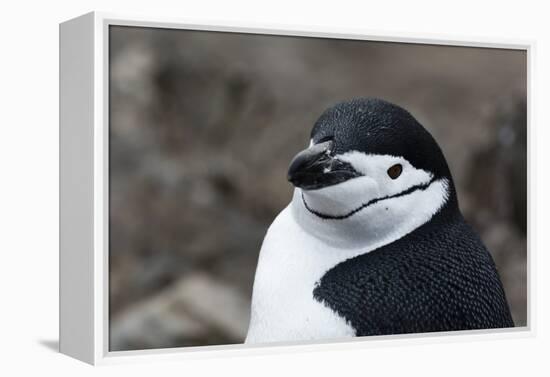 Close up portrait of a chinstrap penguin (Pygoscelis antarcticus), Half Moon Island, Antarctica, Po-Sergio Pitamitz-Framed Premier Image Canvas