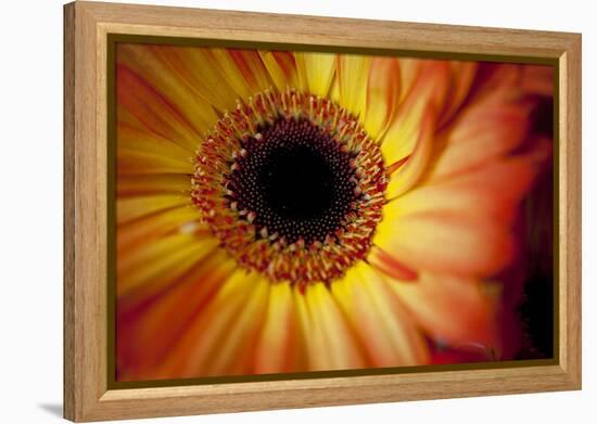 Close Up Portrait of a Gerber or Gerbera Daisy-Karine Aigner-Framed Premier Image Canvas