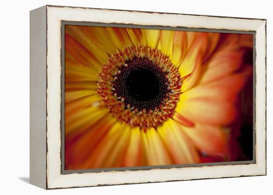 Close Up Portrait of a Gerber or Gerbera Daisy-Karine Aigner-Framed Premier Image Canvas