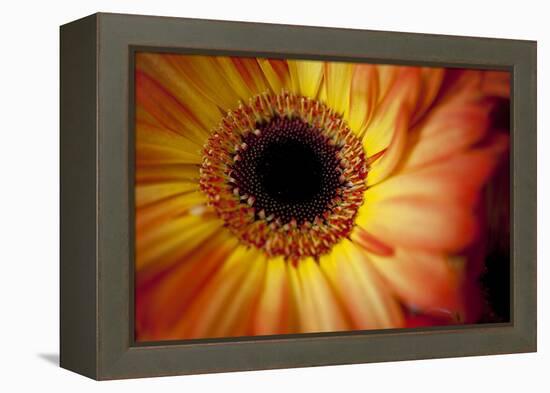 Close Up Portrait of a Gerber or Gerbera Daisy-Karine Aigner-Framed Premier Image Canvas