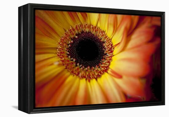 Close Up Portrait of a Gerber or Gerbera Daisy-Karine Aigner-Framed Premier Image Canvas