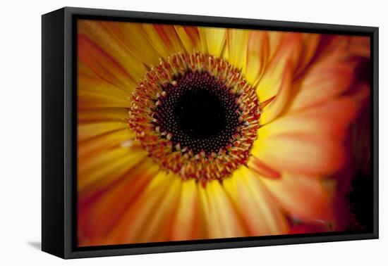 Close Up Portrait of a Gerber or Gerbera Daisy-Karine Aigner-Framed Premier Image Canvas