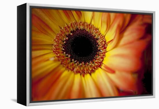 Close Up Portrait of a Gerber or Gerbera Daisy-Karine Aigner-Framed Premier Image Canvas