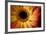 Close Up Portrait of a Gerber or Gerbera Daisy-Karine Aigner-Framed Photographic Print