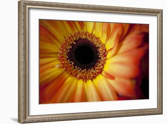 Close Up Portrait of a Gerber or Gerbera Daisy-Karine Aigner-Framed Photographic Print