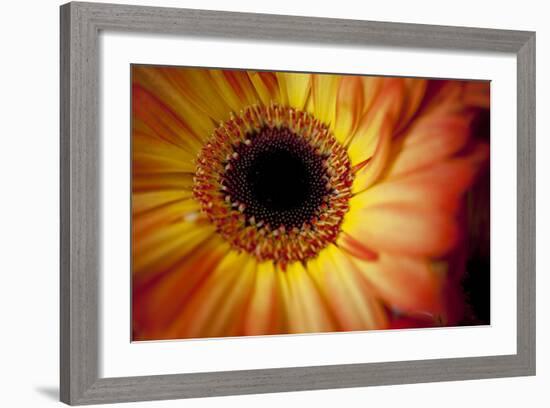 Close Up Portrait of a Gerber or Gerbera Daisy-Karine Aigner-Framed Photographic Print