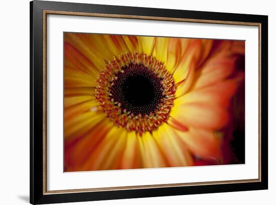 Close Up Portrait of a Gerber or Gerbera Daisy-Karine Aigner-Framed Photographic Print