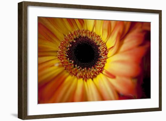 Close Up Portrait of a Gerber or Gerbera Daisy-Karine Aigner-Framed Photographic Print