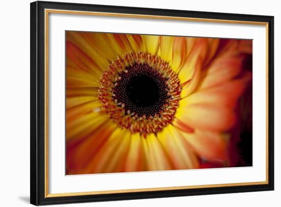 Close Up Portrait of a Gerber or Gerbera Daisy-Karine Aigner-Framed Photographic Print