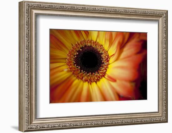 Close Up Portrait of a Gerber or Gerbera Daisy-Karine Aigner-Framed Photographic Print