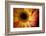 Close Up Portrait of a Gerber or Gerbera Daisy-Karine Aigner-Framed Photographic Print