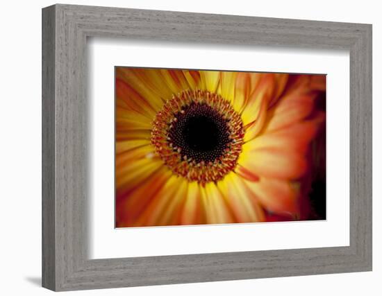 Close Up Portrait of a Gerber or Gerbera Daisy-Karine Aigner-Framed Photographic Print