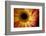 Close Up Portrait of a Gerber or Gerbera Daisy-Karine Aigner-Framed Photographic Print