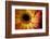 Close Up Portrait of a Gerber or Gerbera Daisy-Karine Aigner-Framed Photographic Print