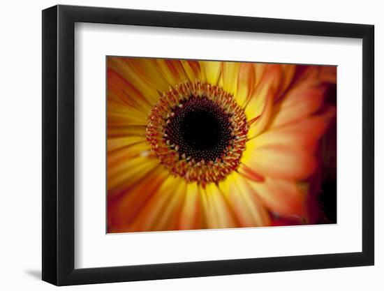 Close Up Portrait of a Gerber or Gerbera Daisy-Karine Aigner-Framed Photographic Print