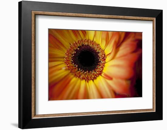 Close Up Portrait of a Gerber or Gerbera Daisy-Karine Aigner-Framed Photographic Print