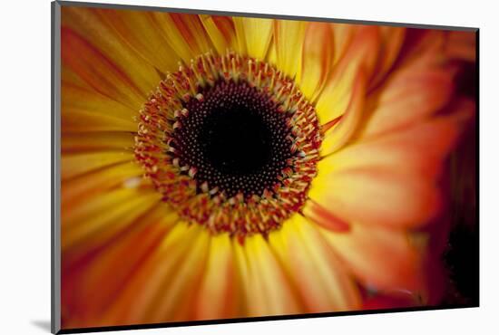 Close Up Portrait of a Gerber or Gerbera Daisy-Karine Aigner-Mounted Photographic Print