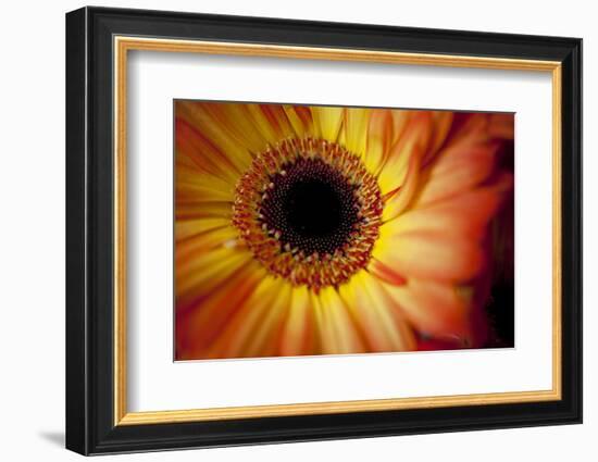 Close Up Portrait of a Gerber or Gerbera Daisy-Karine Aigner-Framed Photographic Print