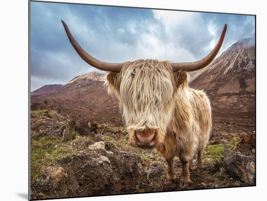 Close up Portrait of a Highland Cattle at the Glamaig Mountains on Isle of Skye, Scotland, UK-Zoltan Gabor-Mounted Photographic Print